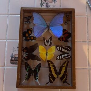 This framed collection is of real butterfly specimens.🦋